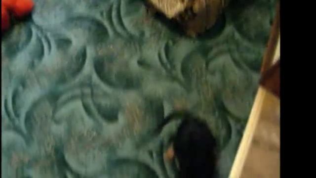 Плутон смотреть онлайн