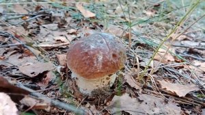 Белые грибы в августе. Боровики - откопыши. Начало новой волны белых грибов.