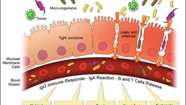 Advanced Wellness Webinar смотреть онлайн