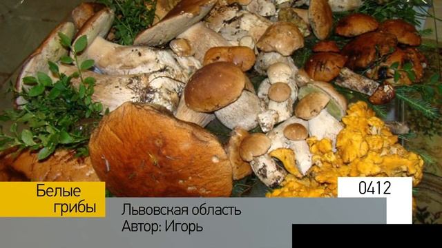 Фотоальбом - Тихая охота №083 смотреть онлайн