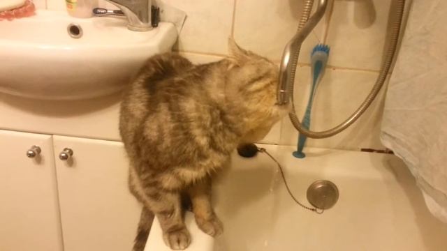 Кот пьет из под крана смотреть онлайн