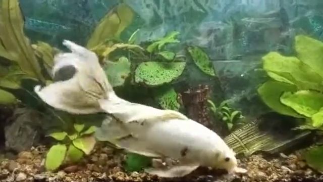 Карп кои смотреть онлайн