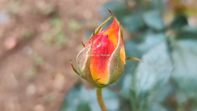 Orange pink rose image video - subscribe-like-and-share смотреть онлайн