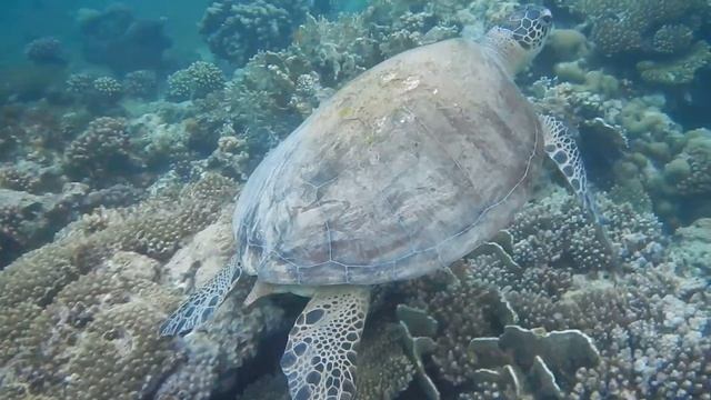 New to Iberotel Costa Mares North Reef! смотреть онлайн