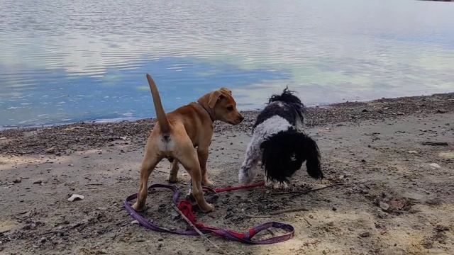 Camping Gear For Homeless Gal@Camping Gal смотреть онлайн