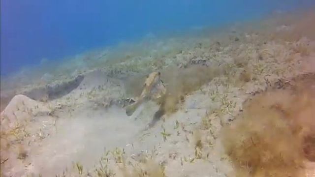 abu dabbab. marsa alam.egypte juin 2014 смотреть онлайн