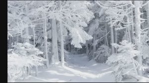 Зимний лес. Константин Ваншенкин.