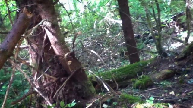 A Flash of Beauty 2: Paranormal Bigfoot смотреть онлайн