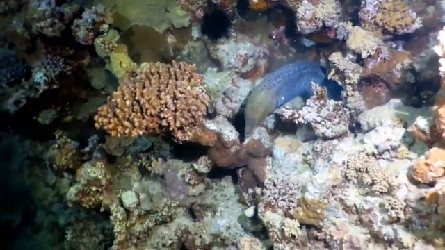 marsa alam concorde moreen 2017 - turtle dugong shark night dive
