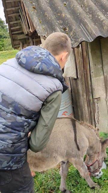 Когда осёл решил представить себя в роли свиньи! 😂 #животные #деревня #свиньи #осёл #грязь #рек смотреть онлайн