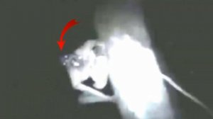 НОЧНЫЕ МОНСТРЫ СНЯТЫЕ НА КАМЕРУ? ИЛИ МОНТАЖ? [РАЗОБЛАЧЕНИЕ]