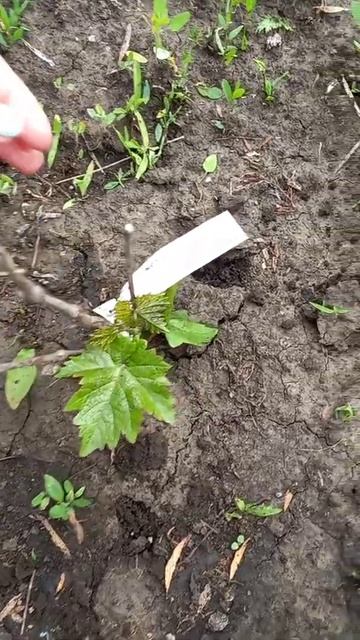 Отзыв о Беккер " Саженец винограда через 2 недели" смотреть онлайн