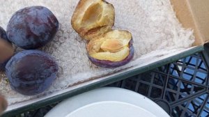 Рання слива Герман