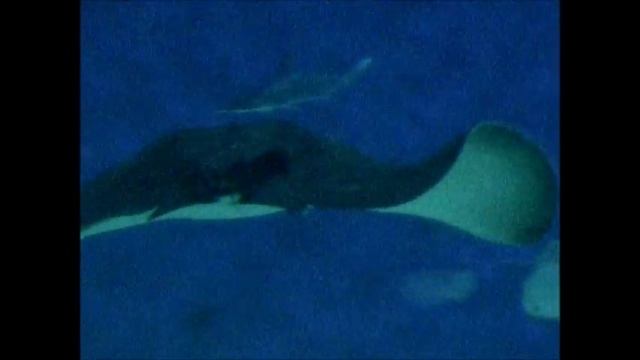 Den Blå Planet 140218 Kopia смотреть онлайн