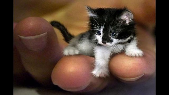 Мое слайд-шоу смотреть онлайн