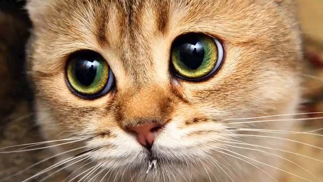 Русские песни . Настоящий хит! Полет души! смотреть онлайн