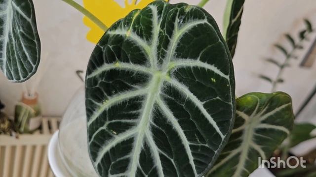 КОМНАТНЫЕ РАСТЕНИЯ.ОБЗОР#nature #влог #цветы #обзор #покупки #подарки # смотреть онлайн