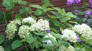 Тест объектива Sony FE 85mm f1.8 на Sony NEX C3 и A7M2 показал себя отлично