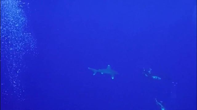 MARSA SHAGRA RED SEA DIVING SAFARI OCTOBRE 2019 смотреть онлайн