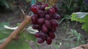 Виноград Изюминка