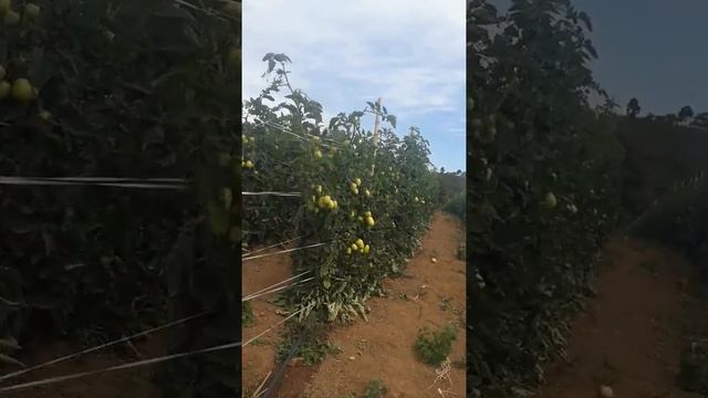 Tomate Campestre CLAUSE parte 2