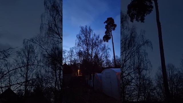 Пение птиц перед рассветом смотреть онлайн