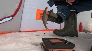 Рыбалка на Аргазях. Чебак, февраль 2025.