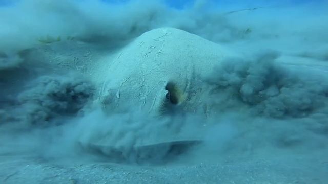 Coraya Divers - Coraya Bay Rays of Abu Dabbab смотреть онлайн
