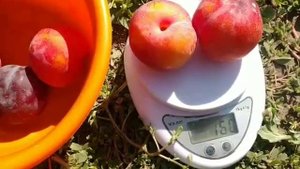 Плуот Гео Прайд. Pluot Geo Pride. Смачний, врожайний, невибагливий