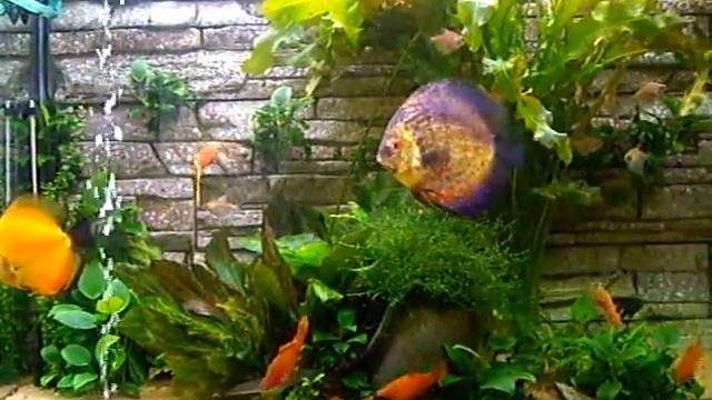 Дискусы меченосцы тернеция и другие...