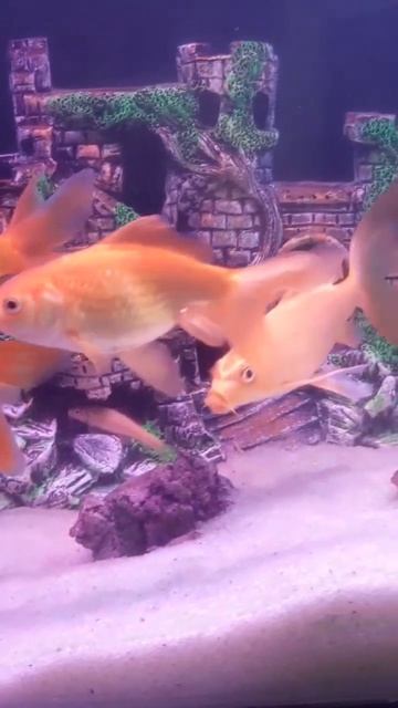 goldfish tank #shorts #goldfish #goldfishtank смотреть онлайн