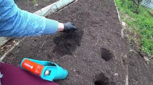 Высадка лука эксибишен из рассадных стаканов в гряду