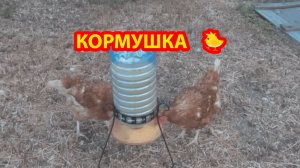 Кормушка для кур из 5 л бутыли на подставке 🐓💦❣️