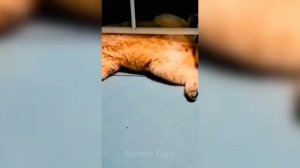 Забавные животные№131