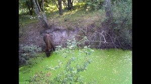 Орловское полесье. Мини видео очерк