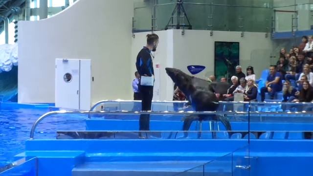 3 видео Дельфинарий Владивосток смотреть онлайн