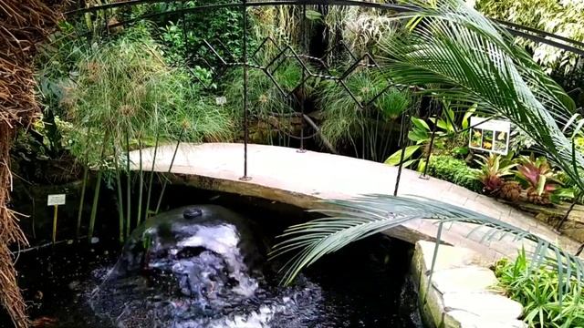 Рыбки в оранжереи. Fish in the greenhouse. смотреть онлайн