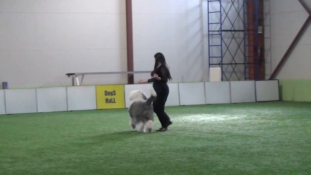 Головина Майя и бобтейл Марси. Дебют - НТМ смотреть онлайн