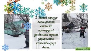 Обрезка плодовых деревьев зимой