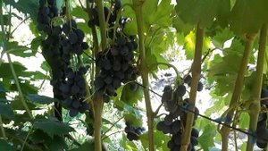 Сорт винограда Брависсимо