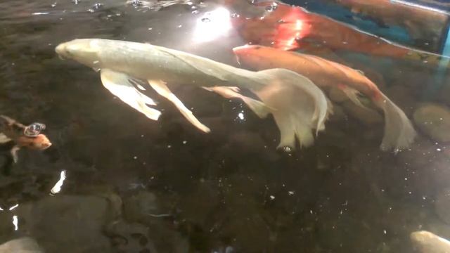 Коропи Коі (рибки) з фонтану в ТЦ Олімпійський, м.Олімпійська, Київ смотреть онлайн