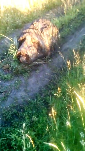 Самодельный гусеничный вездеход.Тяну электродвигатель, вес оказалось 570кг. смотреть онлайн