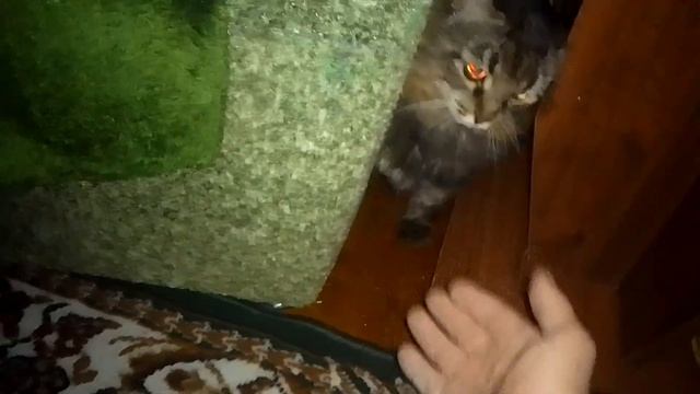 Кот Марс. После завтрака проснулся зверюга. Бой из засады.