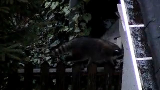 Еноты возле дома рано утром (11 Ноября 2007) - 3 смотреть онлайн