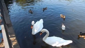 Серёжа угощает Белых Лебедей!Крестовский остров!