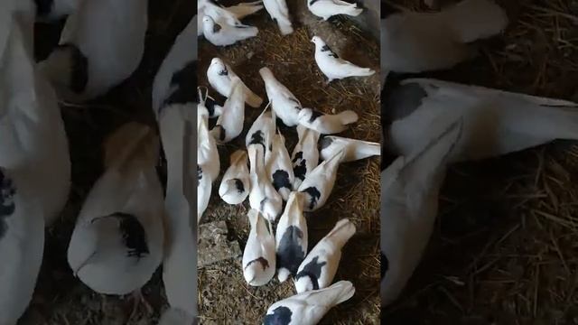 Пермские голуби смотреть онлайн