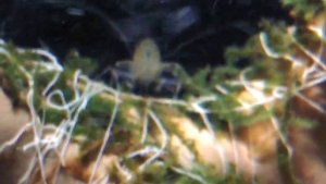 Креветка Амано и коридорасы