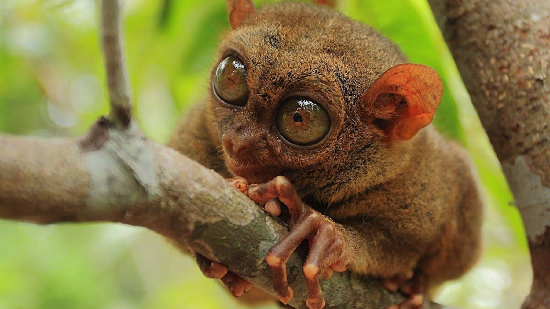 Долгопят "нейросеть" смотреть онлайн