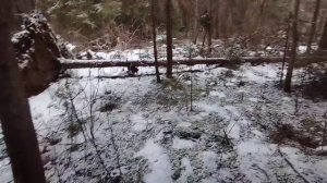 Прогулялся по капканам 04.02.25г.