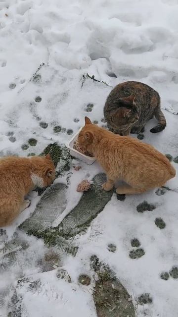 Тайна нашего опыта: Кормление голодающих кошек с помощью Мясных котлет #shorts #корм2 смотреть онлайн